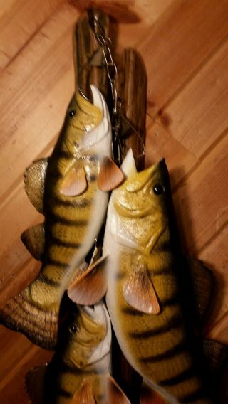 Trophy Perch Stringer Wood Carving Fish Taxidermy Fishing Lure Casey Edwards 3