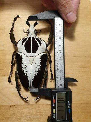 (Cetoniidae) Goliathus Regius 100.  8mm 101mm RARE & HUGE 4