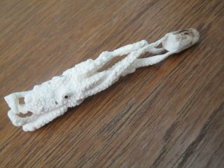Hand Carved Scrimshaw Of Octopus In Cervid Bone But Shaped Like Walrus Tusk Tip