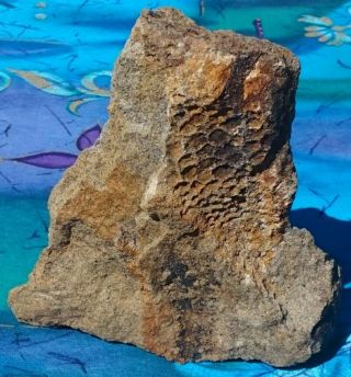 Hadrosaur Dinosaur Fossil Skin,  Hell Creek Formation,  Montana Rare