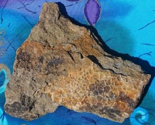 HADROSAUR DINOSAUR FOSSIL SKIN,  HELL CREEK FORMATION,  MONTANA RARE 2