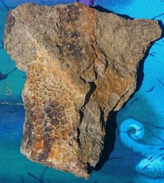 HADROSAUR DINOSAUR FOSSIL SKIN,  HELL CREEK FORMATION,  MONTANA RARE 3