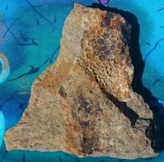 HADROSAUR DINOSAUR FOSSIL SKIN,  HELL CREEK FORMATION,  MONTANA RARE 4