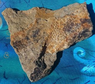 HADROSAUR DINOSAUR FOSSIL SKIN,  HELL CREEK FORMATION,  MONTANA RARE 5