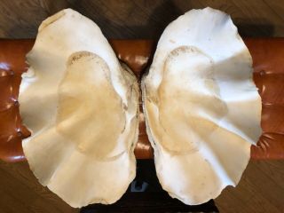 Rare 22” Giant Pacific Tridacna Gigas Complete Set