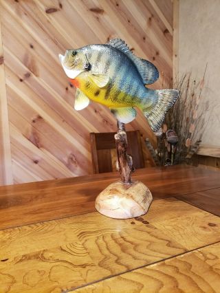 Trophy Bluegill Wood Carving Taxidermy Fish Fishing Lure Casey Edwards