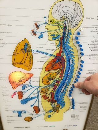 Vtg Chiropractor Neuropatholator Visual Odyssey Autonomic Nervous System Lighted