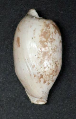 Extremely rare Cypraea Notoluponia subpyrulata 26 mm Australia Miocene 4