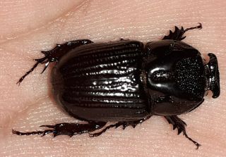 Coleoptera /dynastidae Amblyodus Castroi Top Rare From Peru
