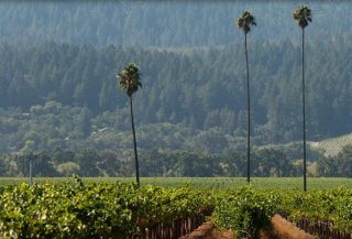 Duckhorn Three Palms Merlot 2015 - VINTAGE of WS 1 Wine in 2017 6 BOTTLES 4