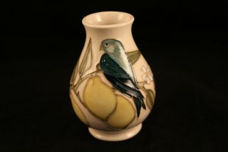 Vtg Moorcroft Art Pottery Sally Tuffin Blue Bird Lemon Tree 4 " White Cream Vase