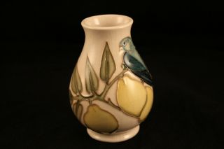 Vtg Moorcroft Art Pottery Sally Tuffin Blue Bird Lemon Tree 4 
