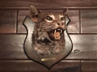 Vintage Bobcat Shoulder Mount / Taxidermy / Lodge Cabin / Oddities / Hunting