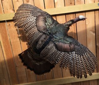 Taxidermy Vintage Tom Turkey Spurs Over 1” Legs With Spurs Only