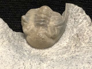 Trilobite - Stunning Ultra Rare Enrolled Ohio Tricopelta - Fossils - Found 25years Ago