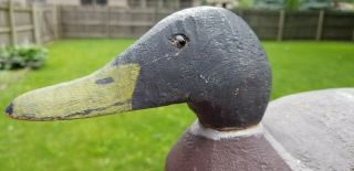 Benz Factory Mallard Drake Duck Decoy 8