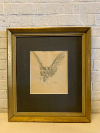 Vintage Framed Hawk Pencil Drawing Animal Sketch By Famous Charles R.  Knight