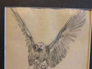 Vintage Framed Hawk Pencil Drawing Animal Sketch by Famous Charles R.  Knight 2
