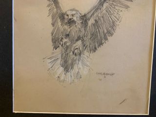 Vintage Framed Hawk Pencil Drawing Animal Sketch by Famous Charles R.  Knight 3