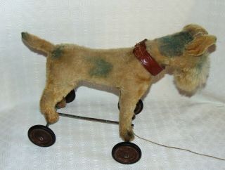 OLD FANTASITC Steiff FoxTerrier dog on wheels 17 inches beige &grey bleu 5