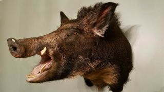 Vintage Taxidermy Boar With Tusks Shoulder Mount " Large Angry Pig "