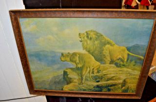 Vintage Framed Print " Lions " By R.  A.  Fox 21 " X 27.  5 " With Frame