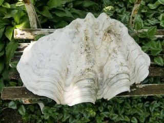 GIANT Clam Shell,  TRIDACNA GIGAS natural sea shell.  24 ' x1ftx7 - Vtg. 6