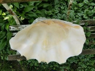 GIANT Clam Shell,  TRIDACNA GIGAS natural sea shell.  24 ' x1ftx7 - Vtg. 7