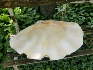 GIANT Clam Shell,  TRIDACNA GIGAS natural sea shell.  24 ' x1ftx7 - Vtg. 8