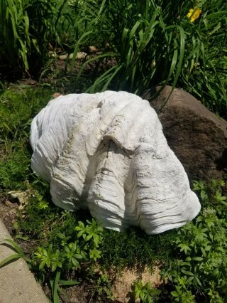 GIANT Clam Shell,  TRIDACNA GIGAS natural sea shell.  24 ' x1ftx7 - Vtg. 9