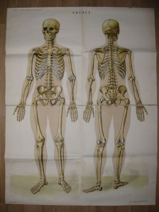 Vtg 1977 Russian Soviet Medical Human Skeleton Display Poster On Textile Base