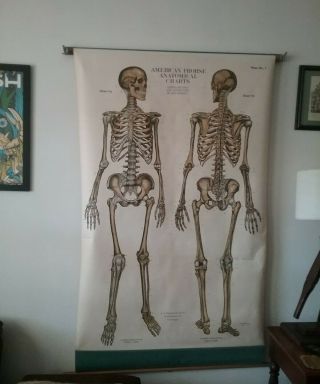 Nystrom Vintage Pull Down Medical Chart Skeleton Anatomy