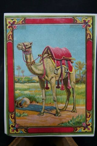 Very Old Indian Advertising Label - Camel Picture - Blank Name