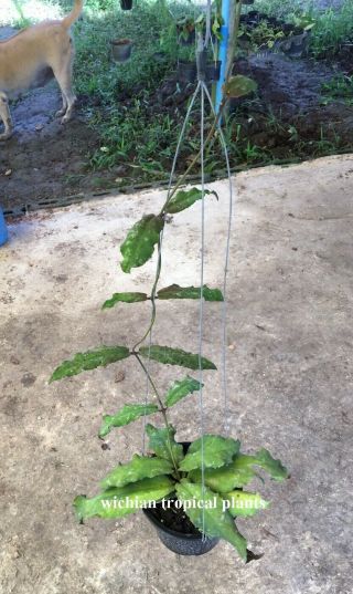 12 Pots Rooted Plant Of Rare Hoya,  Kaimuki,  Sp.  Pngsv441,  Undula,  Lambii,  Rotundiflora