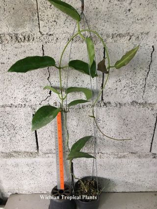 12 pots rooted plant of rare Hoya,  kaimuki,  sp.  PNGSV441,  Undula,  Lambii,  Rotundiflora 3