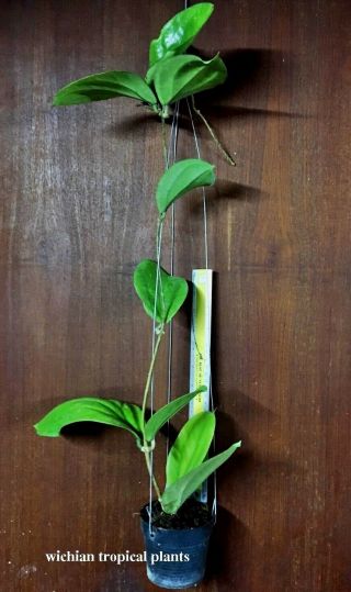 12 pots rooted plant of rare Hoya,  kaimuki,  sp.  PNGSV441,  Undula,  Lambii,  Rotundiflora 4