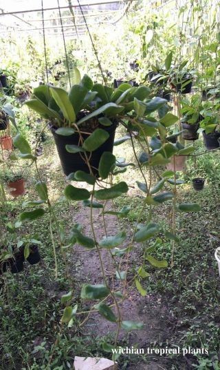 12 pots rooted plant of rare Hoya,  kaimuki,  sp.  PNGSV441,  Undula,  Lambii,  Rotundiflora 5