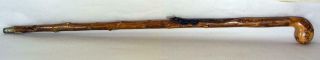 Antique 19th Century Wooden Cane Walking Stick Carved Alligator / Crocodile