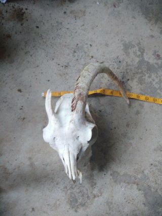 Goat Skull.  1 Horn Cap Missing