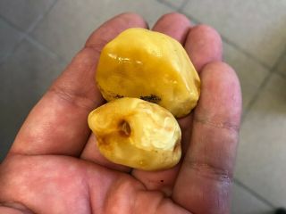 Natural Old Vintage Baltic Amber Stones.  Egg Yolk Butterscotch 24.  5g 3