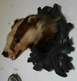 Fabulous Vintage Badger Head Taxidermy,  pre 1947 3