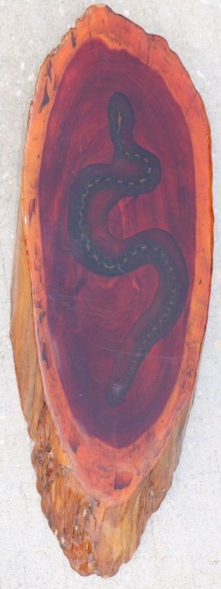 Vtg Reptile Taxidermy Preserved Snake In Cypress Wood Hillbilly Swamp Folk Art