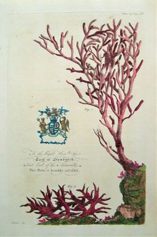 West Indies Antique Coral Print.  Drawn And Engraved By G.  D.  Ehret: London,  1750