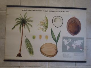 Vintage Pull Down School Chart Of Coconut