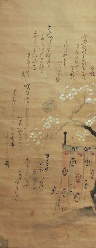 I502: Japanese Old Hanging Scroll.  Sakura Tree With Poetry W/good Atmosphere.