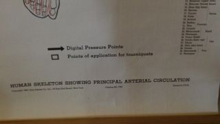 VINTAGE 1942 CLAY ADAMS PULL DOWN MEDICAL CHART ARTERIAL CIRCULATION 4