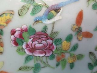 Famille Verte Porcelain Plate Decorated With Butterflies/Moths Flowers Bird 2