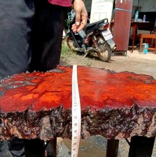 Rare Live Edge Burma Padauk Slab Amboyna Burl Exotic Red Old Dry Wood PD250 4