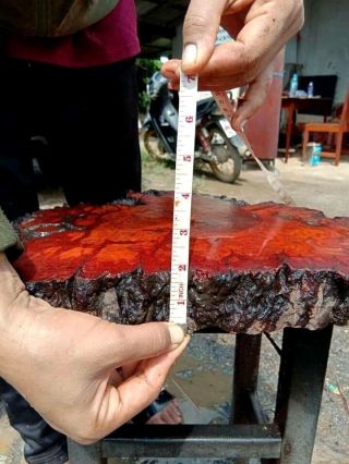 Rare Live Edge Burma Padauk Slab Amboyna Burl Exotic Red Old Dry Wood PD250 5