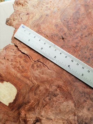 Rare Live Edge Burma Padauk Slab Amboyna Burl Exotic Red Old Dry Wood PD250 8